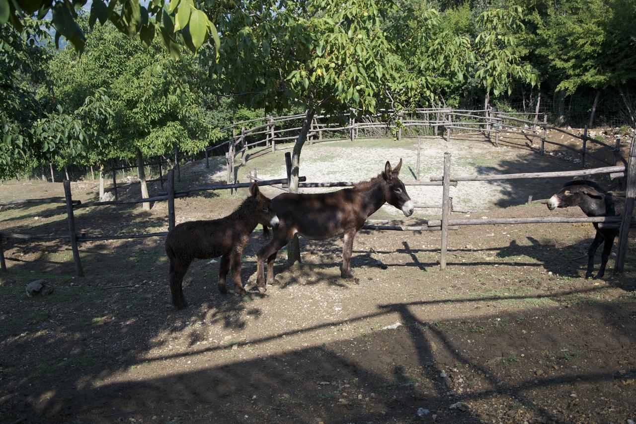 Fattoria Alvaneta Падула Экстерьер фото